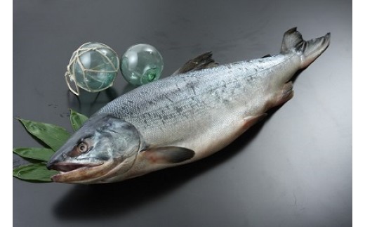 海産問屋カネニ　新巻鮭１本物2.5ｋｇ(D0015)