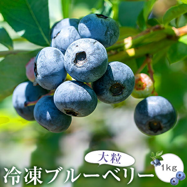 【ふるさと納税】 【数量限定】冷凍ブルーベリー 1kg（500g×2）【B-18】 ブルーベリー 冷凍ブルーベリー フルーツ　果物 近藤農園 薩摩川内市 送料無料 鹿児島