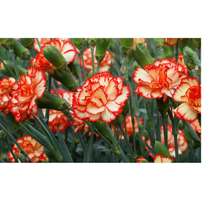 【ふるさと納税】花 カーネーション 花束 約15本 お花 フラワー 部屋 飾り 母の日 プレゼント 贈り物 ギフト 贈呈 贈答 贈答品 贈答用 静岡 静岡県 河津 河津町　お届け：2026年1月1日～2026年4月30日まで
