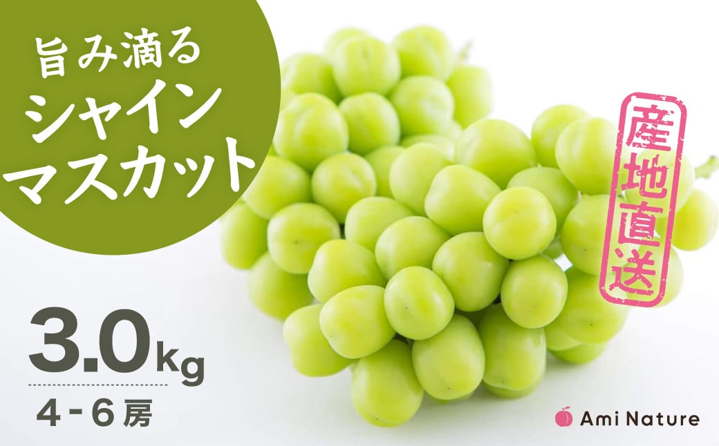 
            ＜25年発送先行予約＞【2026年発送★先行予約】さわやかに滴るシャインマスカット 約3.0kg以上 065-022-oya | シャインマスカット 発送 アミナチュール 3kg 笛吹市 山梨県 フルーツ 果物 ぶどう 葡萄 シャインマスカット おすすめ 贈答 ギフト 3kg 産地 期間限定 笛吹市 新鮮 種なし 高級 くだもの 国産 ぶどう 人気 国産 3.0kg ブドウ 
          