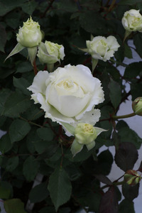 【2026年2月以降発送】バラ苗鉢植え「ドレッシー」  バラ 苗 1鉢 四季咲き 鉢植え 花 ドレッシー 6寸鉢 2年生苗 ガーデニング 初心者 母の日 父の日 