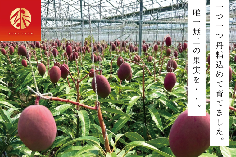 【2026年6月下旬より順次発送】【Rouge Bell】アップルマンゴー 約800g以上(2玉)｜マンゴー アップルマンゴー フルーツ 果物 くだもの 先行予約 贈り物 プレゼント お土産 ギフト 