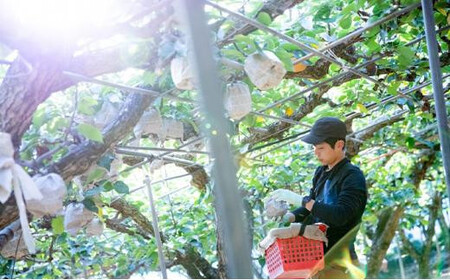 梨 2026年  あたご梨 2玉（約720g玉） 化粧贈答箱赤秀【ナシ なし 岡山県産 国産 フルーツ 果物 ギフト 石原果樹園】