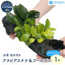 【ふるさと納税】水草 アヌビアスナナ＆ゴールデン 流木付 Lサイズ 水上葉 1本 (約25cm) インテリア ナチュラル 自然 リラクゼーション 室内栽培 プレゼント 送料無料 趣味 緑 人気 オススメ 初心者 玄関 リビング キッチン 水槽 アクアリウム 株式会社チャーム