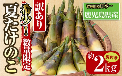 i342 ≪先行予約受付中！2026年8月上旬～10月中旬の間に発送予定≫【訳あり】鹿児島県出水市産！希少高級食材夏たけのこ＜皮付き約2kg＞ たけのこ 筍 タケノコ 夏たけのこ 夏 国産 旬 皮付き 数量限定 希少 高級 野菜 新鮮 採りたて 煮物 【シンタク】