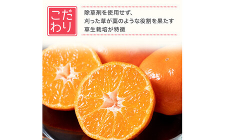 新宮みかん園の不知火 L～3Lサイズ 約3㎏ 【2026年4月上旬～6月上旬発送予定】 みかん ミカン 蜜柑 不知火みかん しらぬい デコポン でこぽん 温州みかん 完熟みかん 国産 佐賀県産 太良町