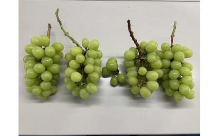 【2026年先行予約】【訳あり】 ご家庭用 シャインマスカット 約1.8kg（2～4房）  NISSHOKU FARM 【先行予約】 / 甘い 岡山 訳アリ わけあり ぶどう ブドウ 葡萄 シャインマ
