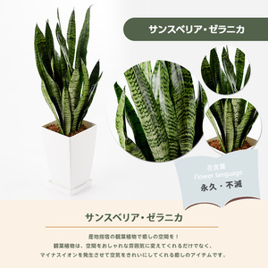 3月上旬～発送【観葉植物】サンスベリア・ゼラニカ50cm～70cm(Green Base/014-1408) 南国鹿児島県で育った 観葉植物！植物 鉢付 インテリア 室内 オフィス おしゃれ プレゼン