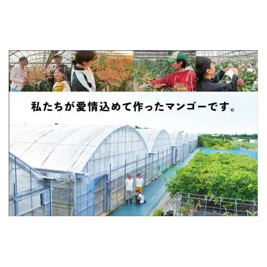 宮古島すがわら農園　完熟マンゴー2kg（3～6玉）（FR007）