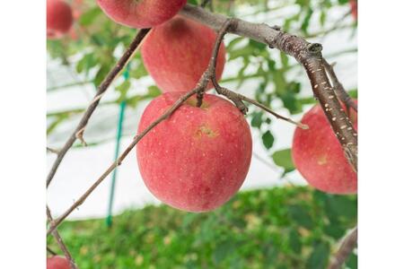 【2026年11月下旬発送】【訳あり】 りんご 約5kg サンふじ 青森県産 葉とらずりんご