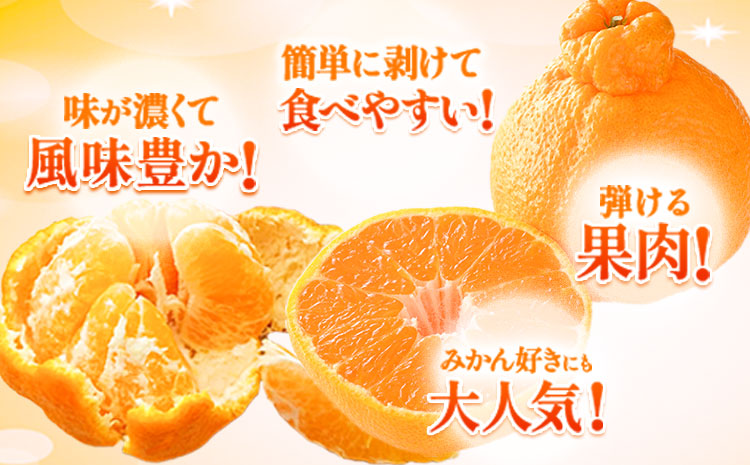 不知火 ご家庭用 デコみかん 約5kg 12〜24玉前後《2026年2月上旬-4月末頃出荷》フルーツ 柑橘 みかん デコポン（不知火）と同品種 熊本県産 熊本県 長洲町 訳あり