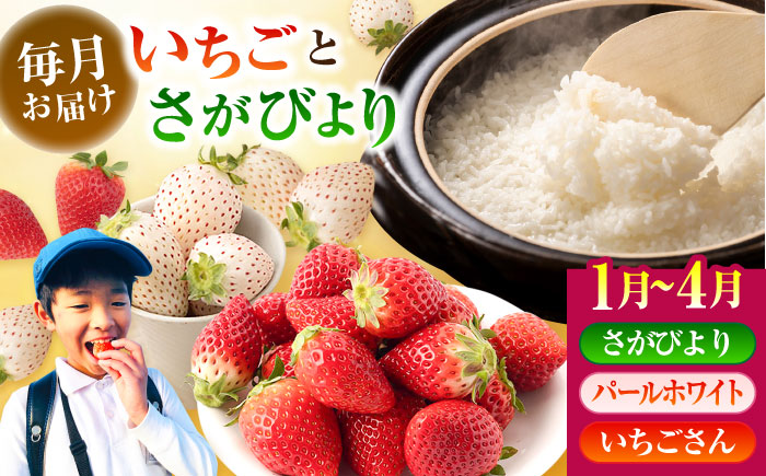 【先行予約 2027年1月～発送】【4回定期便】いちごとお米の贅沢定期便（2） 【かわさきいちご】 米 5kg 10kg  精米 特A  特A評価  佐賀県産 国産米 コメ こめ お米 白米 さがびよ