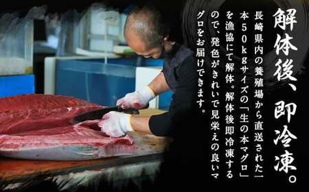 【ふるなび限定】訳あり 長崎県産 本マグロ 大トロ・中トロセット 皮付き 部位おまかせ 計約800g お魚 魚 まぐろ マグロ 鮪 トロ 大トロ 中トロ 養殖 国産 冷凍 お刺身 刺し身 刺身 赤身 