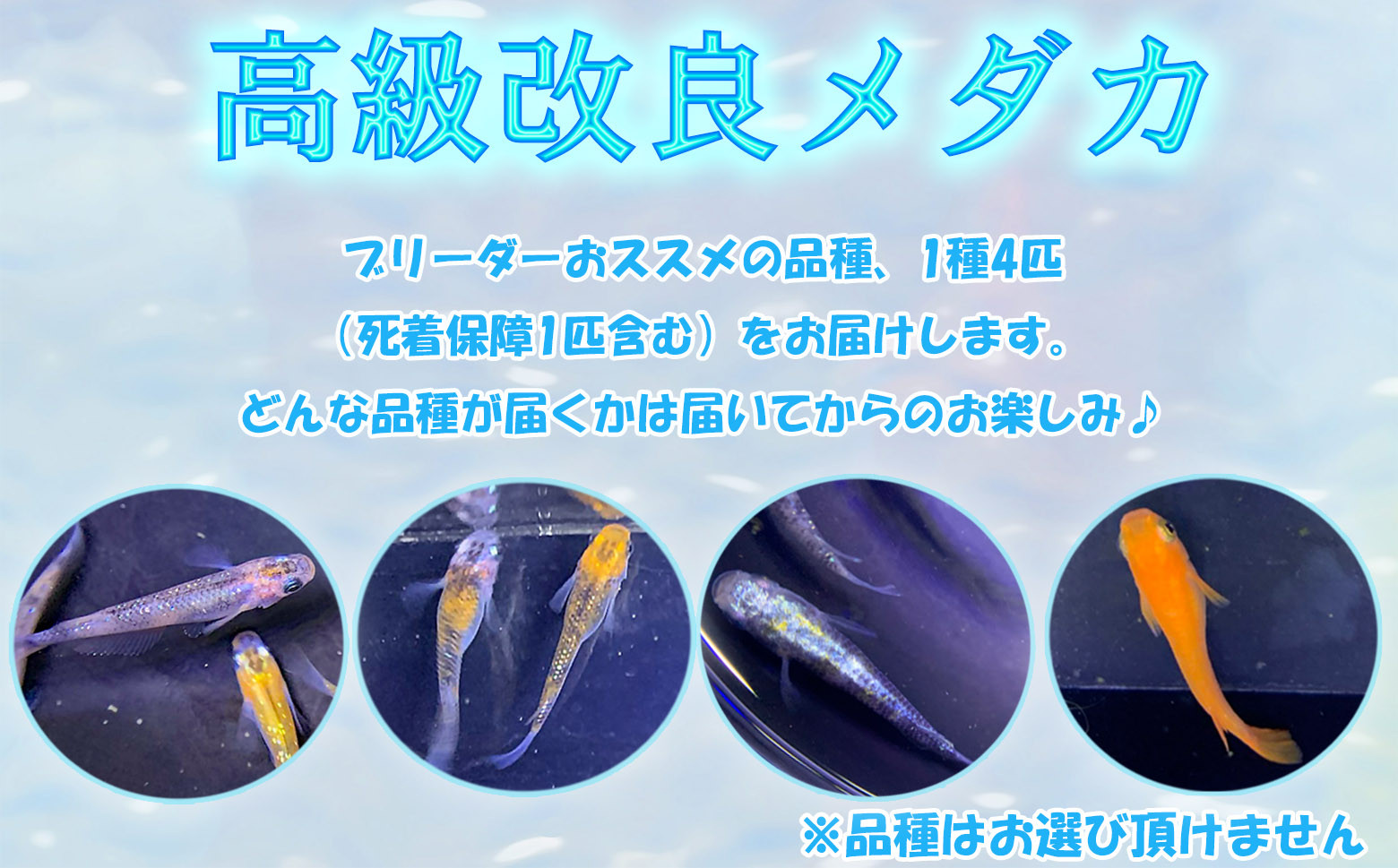 
                  M-AD21.【発送は4月～11月】高級メダカ１種　４匹　死着保障１匹
                