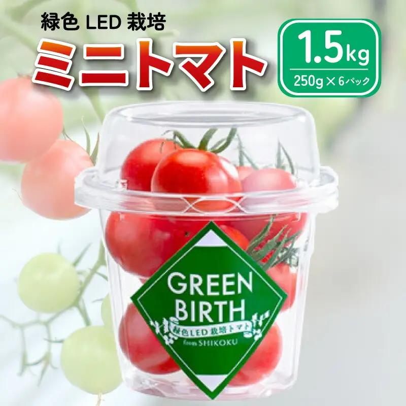 グリーンバース  1.5kg  (250g×6) 【 トマト ミディトマト 】