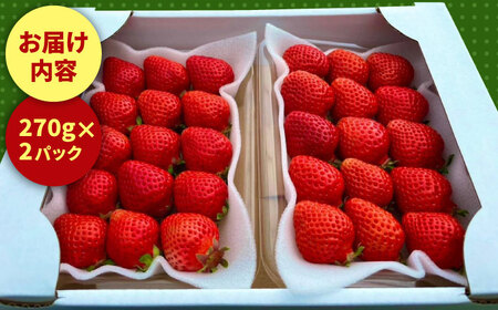 【2024年1月下旬より順次発送】農家直送 朝採り新鮮いちご【博多あまおう】約270g×2＜株式会社H&Futures＞ 那珂川市 いちご フルーツ くだもの 果物 あまおう 九州産 苺 国産  80