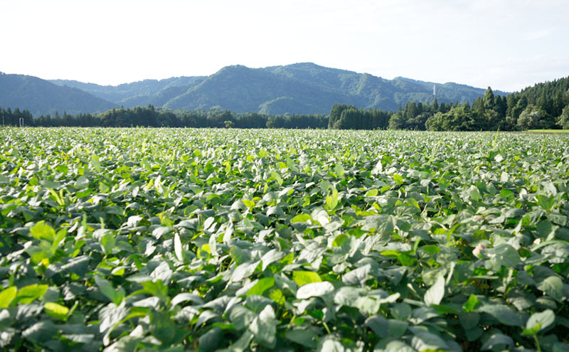 冷凍つまりちゃまめ 1.5kg（300g×5袋）冷凍枝豆　枝豆　茶豆　えだまめ　冷凍野菜