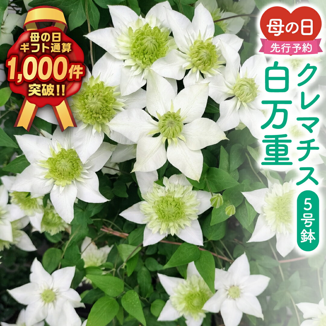 【ふるさと納税】＼先行受付 令和8年5月10日母の日／ クレマチス 「 白万重 」 5号鉢 ラッピング付き 2026年 お母さんへの心を込めた贈り物 長持ち 鉢植え フラワーセット 福島県 田村市 フローラハシモト