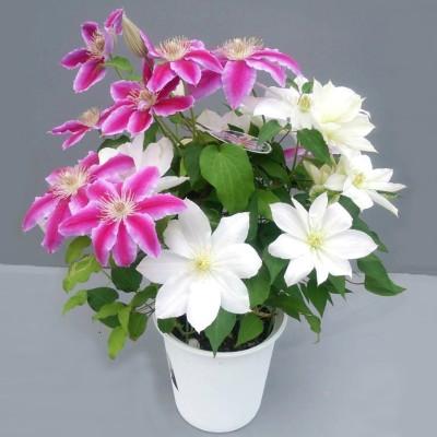 ふるさと納税 北茨城市 【長谷川園芸】クレマチス6寸2色咲き〔北浜×ドクターラッペル〕※5/1〜5/7発送 |  | 01