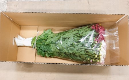 スプレー菊　花束（２０～３０本） Q1-S