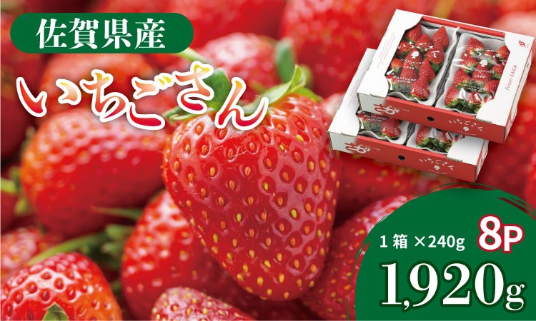 
                  佐賀県産 いちごさん （ 240g×8P ）有明・潮風ファーム 直送品 果物 くだもの フルーツ 人気 ランキング  高評価 苺 イチゴ
                