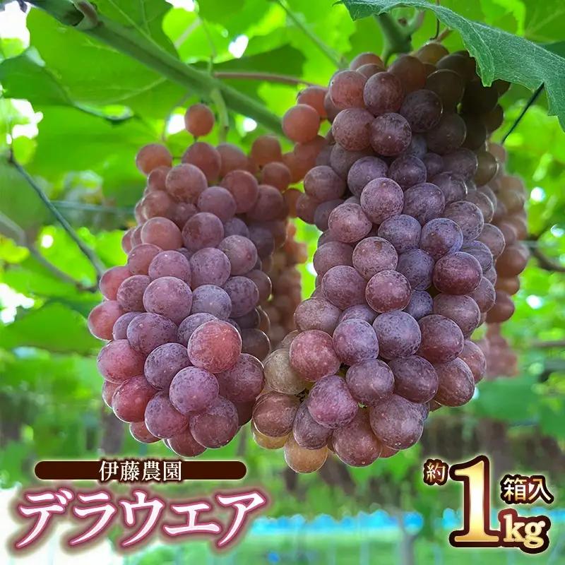 【令和8年産先行予約】 デラウェア　約1kg 箱入 (5～7房) 山形県鶴岡産　伊藤農園
