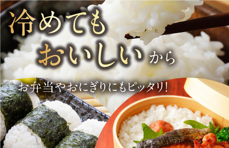 【令和7年産】【2025年11月10日から順次発送】今治産 米（ひめの凜）5kg【VB01580】米 お米 コメ おこめ 白米 精米 ごはん ご飯 ひめの凜 愛媛県産 今治産 新米