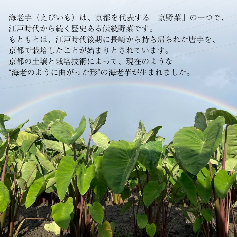 えびいも 3kg 京野菜 高級里芋 おせち 煮物 京都伝統野菜 秋