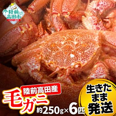 ふるさと納税 陸前高田市 生きたまま発送 毛ガニ 約250g×6匹 陸前高田市産 かに カニ 蟹 活毛ガニ 新鮮 濃厚 天然
