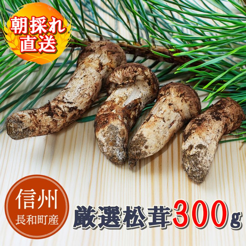 【ふるさと納税】令和8年産 天然松茸 マツタケ 300g 朝採れ直送 信州長和町産 自生 産地直送 冷蔵便　お届け：2026年9月1日～2026年10月21日