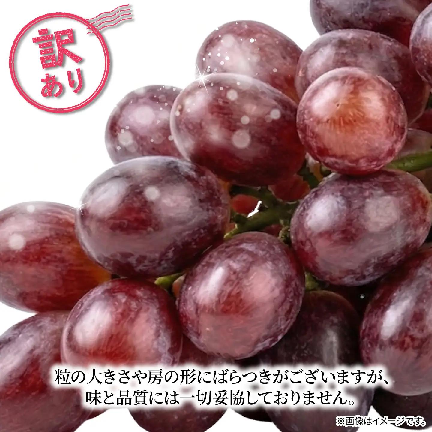 訳あり マスカットノワール  1房 450g 以上 数量限定 種なし