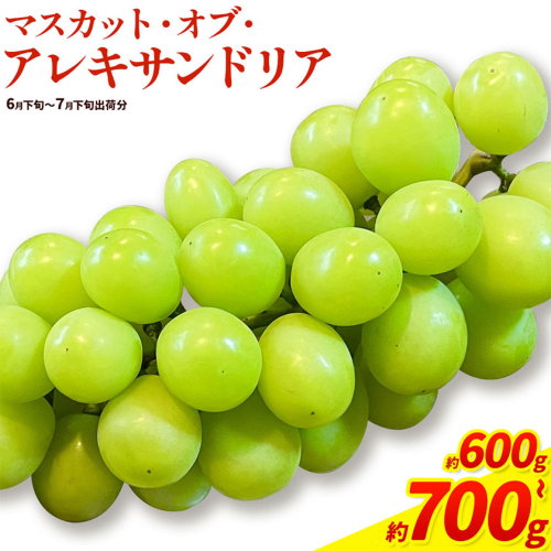 【先行予約】岡山県産 マスカット・オブ・アレキサンドリア 選べる 計 600g 700g 株式会社 はちや《6月下旬‐7月下旬頃出荷》岡山 国産 フルーツ 果物 岡山県 浅口市 フルーツ 果物 マスカット オブ アレキサンドリア【配送不可地域あり】