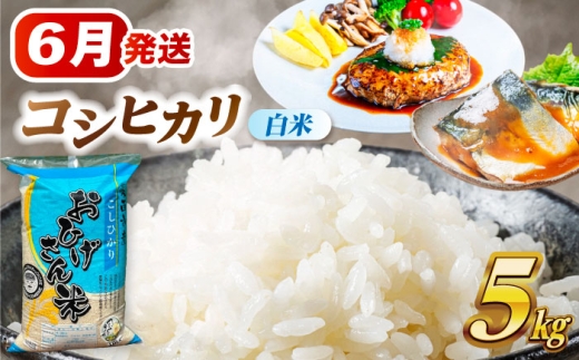 【6月発送】 コシヒカリ 白米 5kg 米 お米 5kg 5キロ 白米 精米 コメ ご飯 ごはん 愛知県産 国産 県産米 国産米 コシヒカリ こしひかり 発送 時期 選べる 産地直送 15000円 1万5千円 令和7年 愛西市 / 脇野コンバイン [AECP021-10]