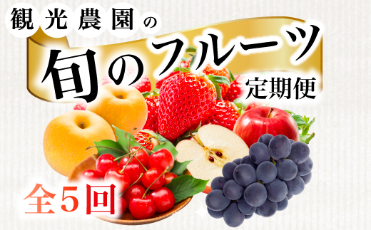【フルーツ定期便全5回】いちご さくらんぼ 梨 ぶどう りんご 詰め合わせ 採れたて 新鮮 産地直送 果物 広島県 三原市 059014