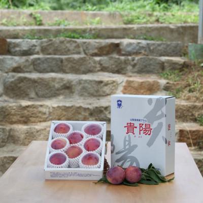 ふるさと納税 南アルプス市 ふるさと納税 2026年先行予約 貴陽 すもも 約1.5kg (8玉〜10玉程度) 南アルプス市産