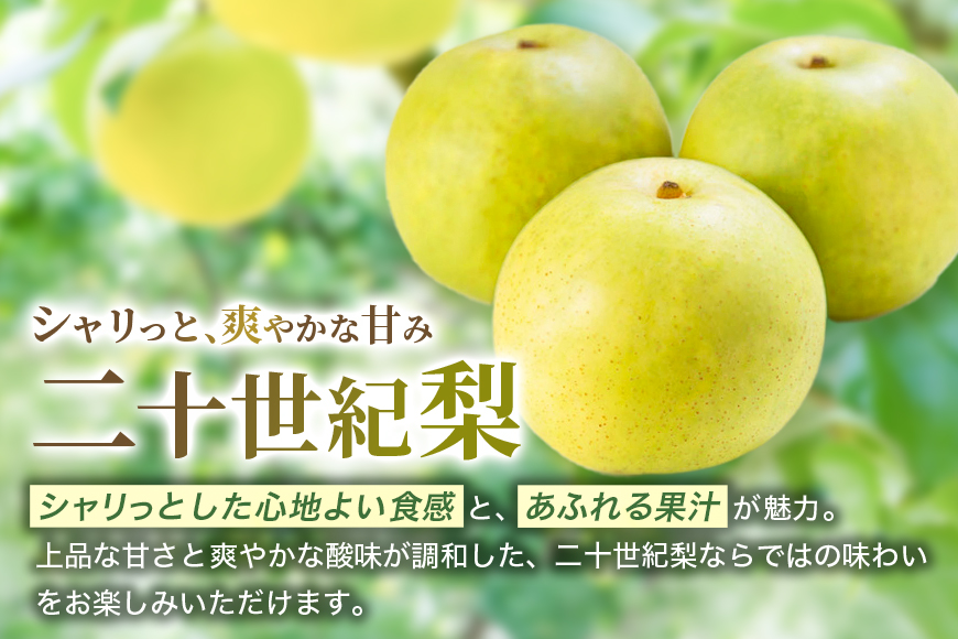 梨 2026年 先行予約 二十世紀梨 5kg 12～14玉 果物 なし 広島県 安芸高田市