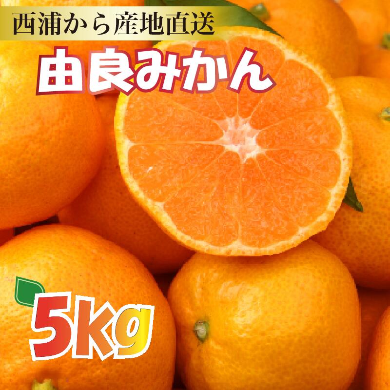【ふるさと納税】 産地直送 みかん 約 5 kg 【予約受付】 みかん 由良みかん 【 沼津 西浦 で たくさん の太陽と海風に育まれました みかん をお届け 】 数量限定 柑橘 フルーツ 西浦 沼津 蜜柑