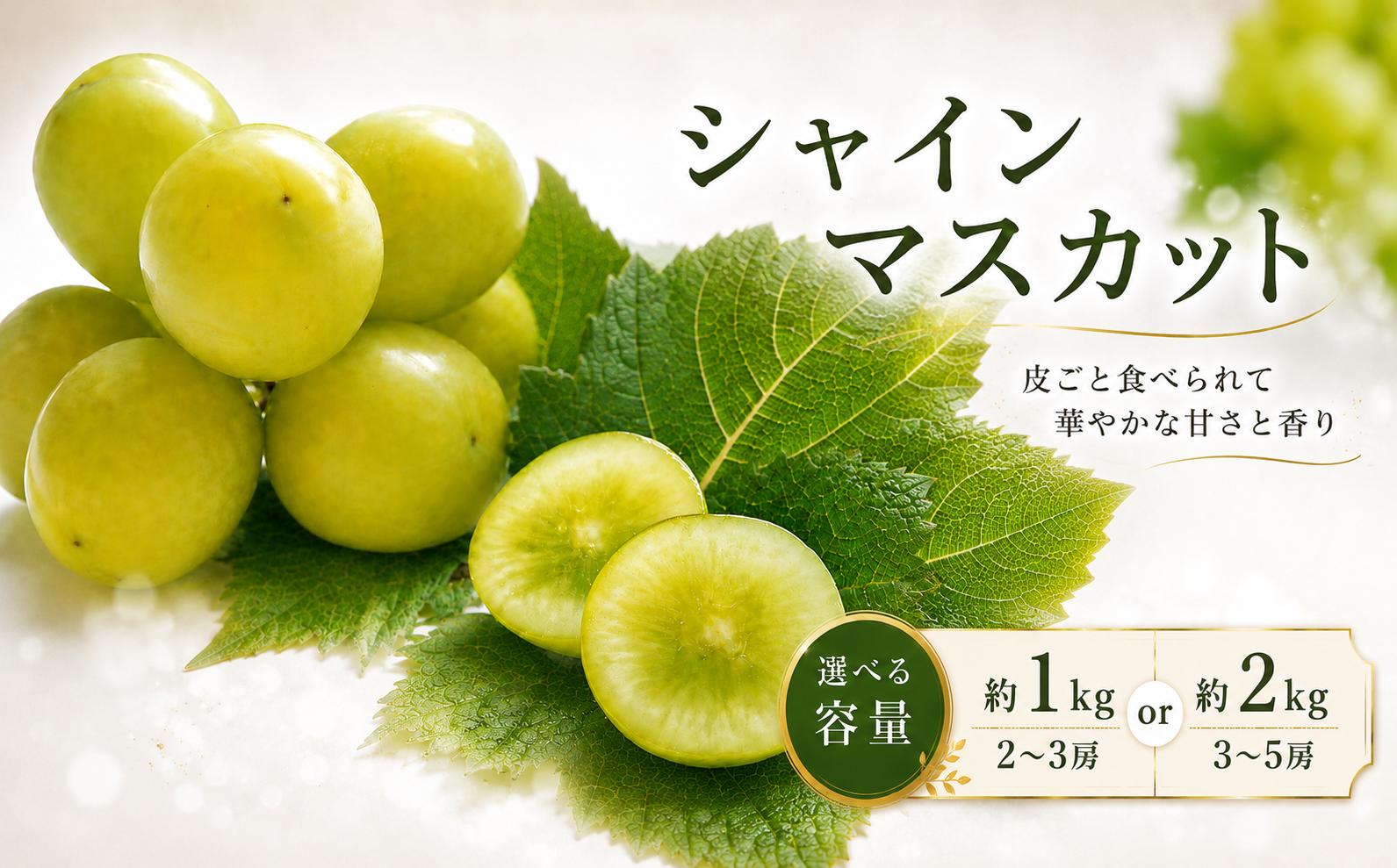 
                  先行受付 シャインマスカット選べる 容量 約1kg or 約2kg 1～5房 【2026年9月上旬～11月上旬発送】 ［新規就農者応援コース 幸作会］ | シャインマスカット ぶどう 葡萄 ブドウ 生産者応援 果物 フルーツ 令和8年産
                