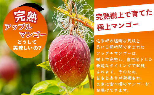 ≪マンゴー≫ ☆本土最南端☆佐多の果樹園で育てた 完熟アップルマンゴー 800g ( 2玉 ) ｜鹿児島県 南大隅 産地直送 旬 マンゴー フルーツ 果物 くだもの V7406