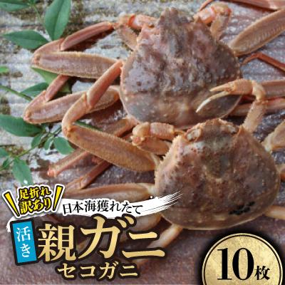 ふるさと納税 智頭町 【先行予約】【活き】訳あり足折れ日本海産親ガニ(セコガニ)　10枚　※11月中旬から順次発送