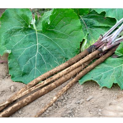 ふるさと納税 美幌町 美幌町産・有機JAS 土つきごぼう 5kg |  | 01