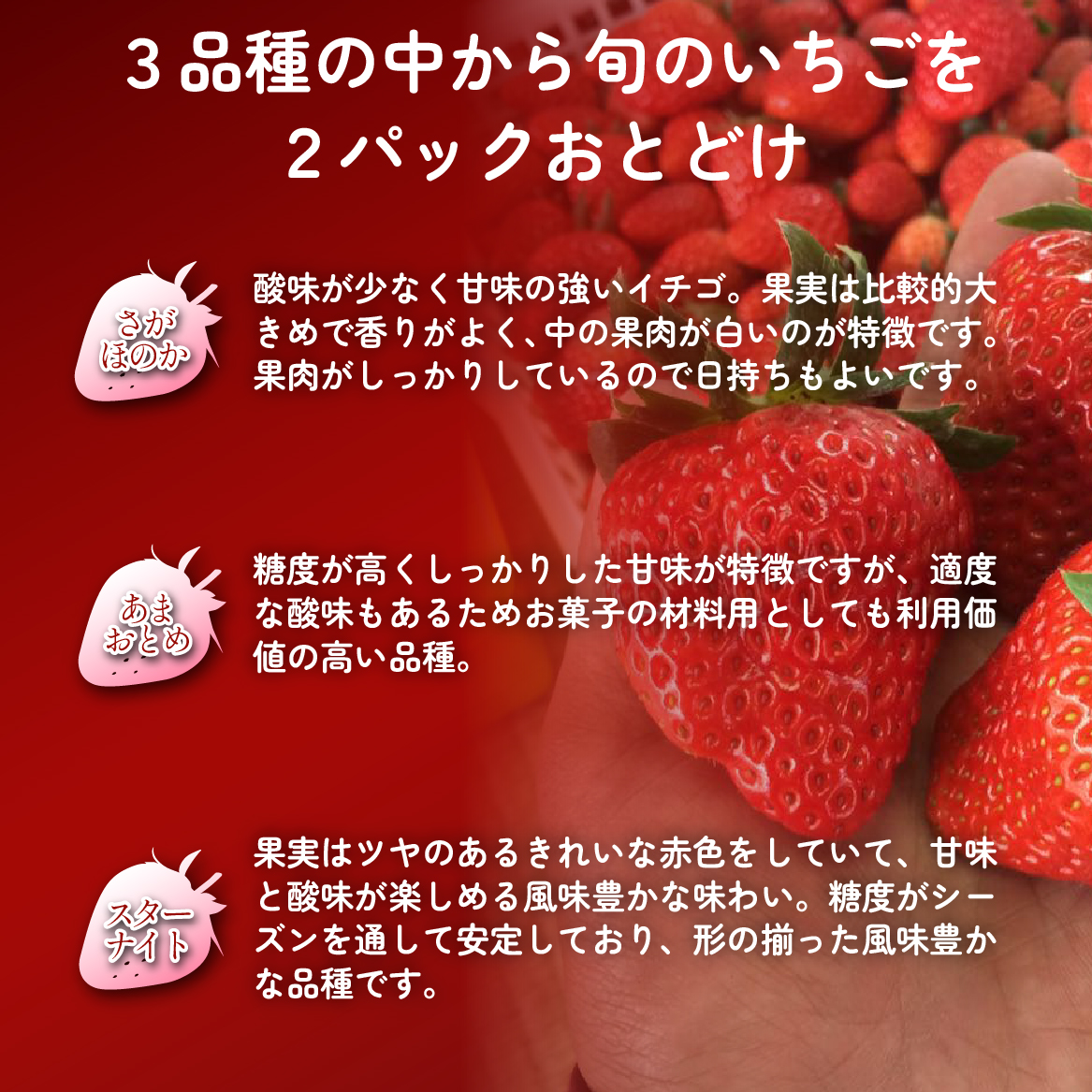 【先行受付】小林市産 朝摘み新鮮いちご 詰め合わせ （250g×2パック） 苺 イチゴ 果物 贈答用 プレゼント 先行予約
