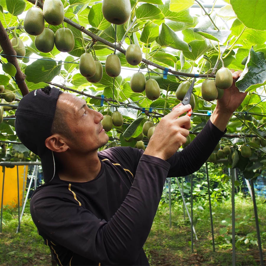＜輝らり果樹園＞「レインボーレッド(R)キウイ」大サイズ8個