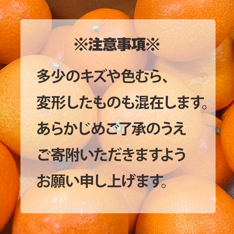 【2026年12月上旬から順次発送 】愛果28号 （ 紅まどんな と同品種 ） 約2.5kg あいか 家庭用 愛果 みかん 柑橘 蜜柑 フルーツ 松山市 愛媛県 数量限定 