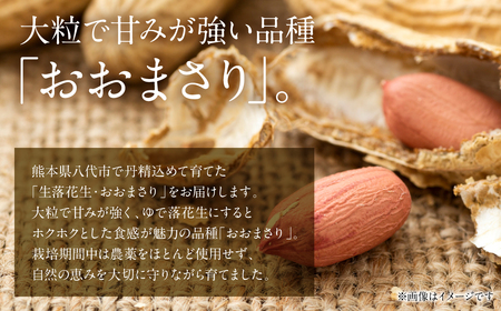 【先行予約】 熊本県 八代産 生落花生 [おおまさり] 1.5kg 落花生 ラッカセイ らっかせい おおまさり 生 なま 茹で おつまみ おやつ ピーナッツ 豆 旬 野菜 【2026年9月上旬より順次