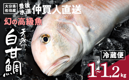 白甘鯛 幻の 高級魚 (1尾・1-1.2kg) 魚 鮮魚 甘鯛 冷蔵 シロ アマダイ 鯛 高級 大分県 佐伯市 【FZ007】【波平食堂】