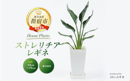 2026年4月上旬～発送【観葉植物】ストレリチア・レギネ 55cm～75cm(JAいぶすき/IB165-013) 観葉植物 植物 グリーン 鉢 おしゃれ 大型 インテリア 室内 開店祝い 新築祝い 引越し祝い オフィス ギフト マイナスイオン 観葉植物 ※北海道・沖縄・離島配送不可