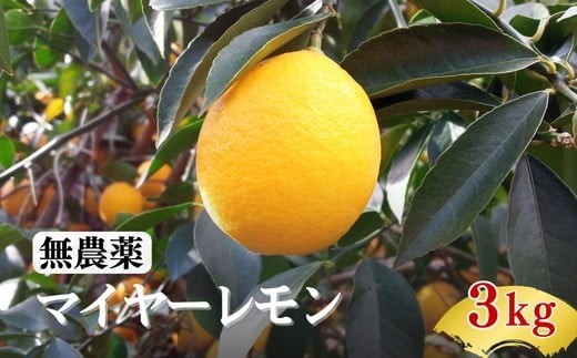 
                  松阪棚田マイヤーレモン(3kg)(れもん レモン 檸檬)【002190】
                