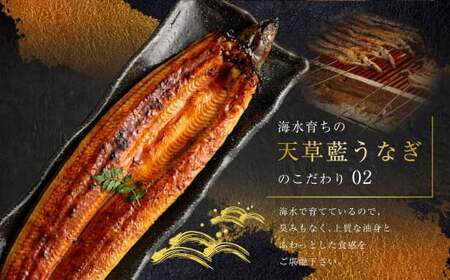 【令和8年度熊本地震復興支援】【ミシュラン星付きのプロが愛用】1日10セット限定！海水育ちの天草藍うなぎ 蒲焼き 2～3尾セット【合計約400g】数量限定!! 鰻 ウナギ うなぎ うなぎ蒲焼 鰻の蒲焼