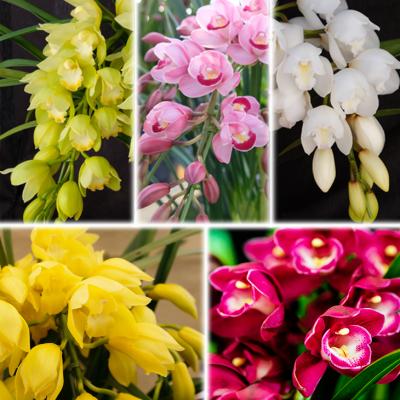 ふるさと納税 小郡市 洋ラン シンビジウム (2本立て) アーチタイプ [No5354-0853] |  | 02